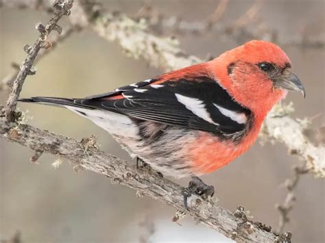 White-winged Crossbill Care Sheet | Birds Coo