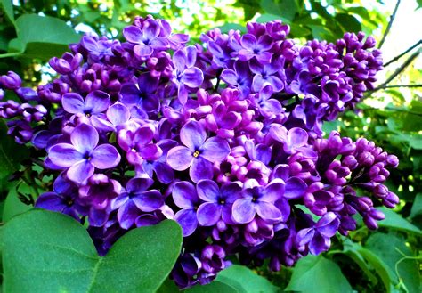 Lilac Bush Seeds Pictures : Recipiente Con Semillas Fotografías E ...