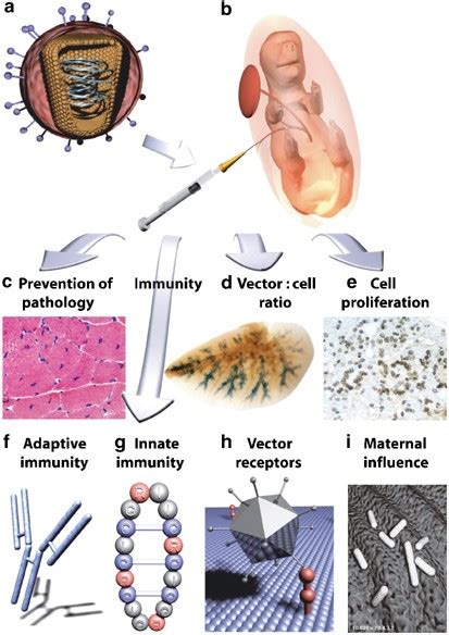 Fetal and neonatal gene therapy: benefits and pitfalls | Gene Therapy