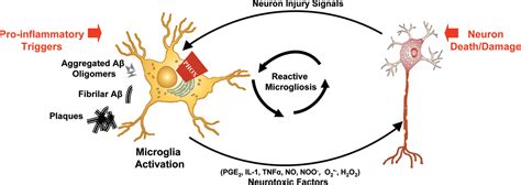 Are Microglia the Most Intelligent Brain Cells