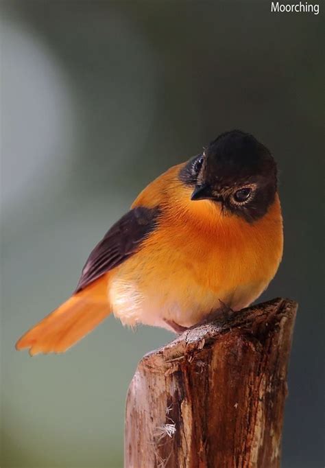 57 best images about Orange Birds of a Feather on Pinterest | Africa ...