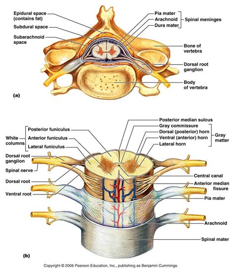 Biology Pictures: November 2011