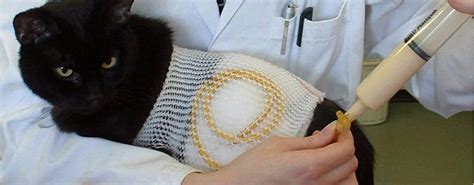 Feeding Tube Care for Veterinary Nurses - ACVN Vet Nursing Article