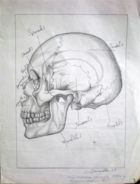 Anatomy of a skull | Art, Humanoid sketch, Skull