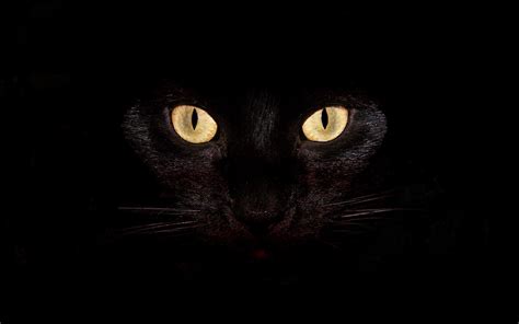 🔥 [50+] Black Cat Wallpapers for Computer | WallpaperSafari