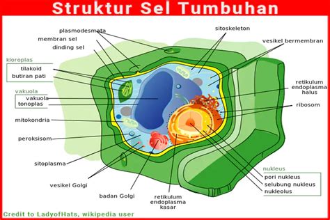 Fungsi Sel Tumbuhan - Homecare24