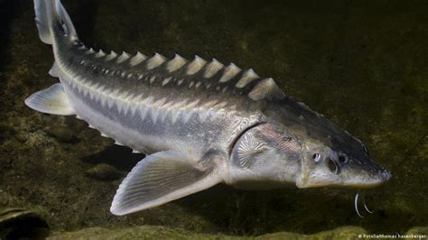 The endangered sturgeon | All media content | DW | 04.02.2015