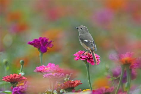 Download Blur Pink Flower Flower Animal Bird HD Wallpaper