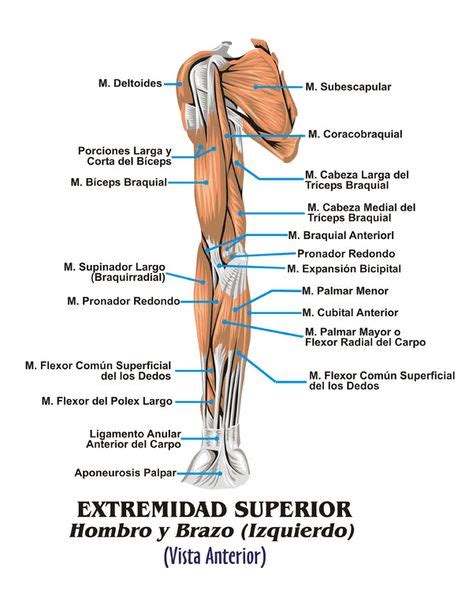 Músculos brazo delante | Músculo esquelético, Musculos, Músculos del brazo