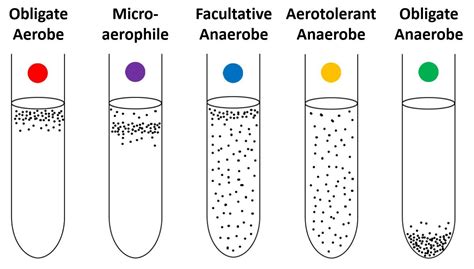 【Facultative Anaerobes】: A Close Study