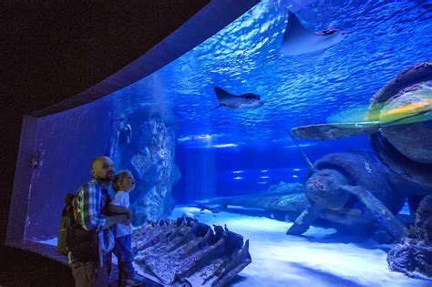 Georgia Aquarium in Atlanta - One of the World’s Largest Aquariums – Go ...