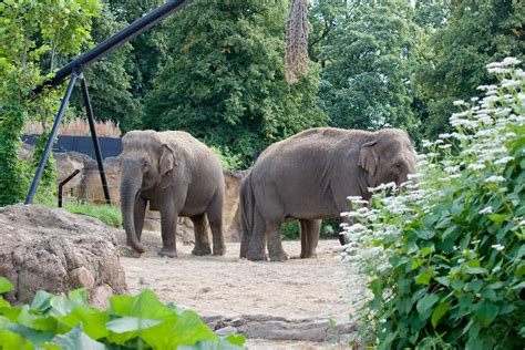 Dublin Zoo | Dublin Zoo, in Phoenix Park, Dublin, Ireland is… | Flickr