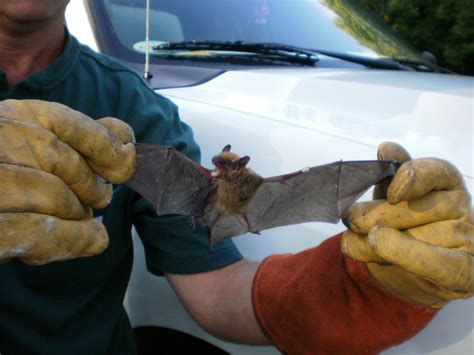 Bats – Admiral Wildlife Services