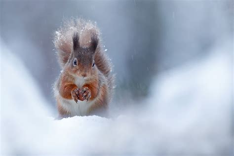 How to Photograph Winter Wildlife - Nature TTL