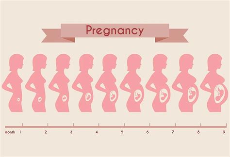 Pregnant Belly Stages By Week