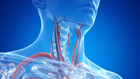 Jugular vein | Anatomy & Function | Britannica