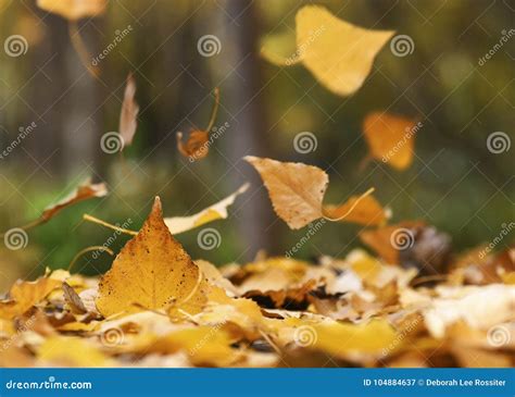 Leaves Falling Overlay Stock Photos - Free & Royalty-Free Stock Photos ...