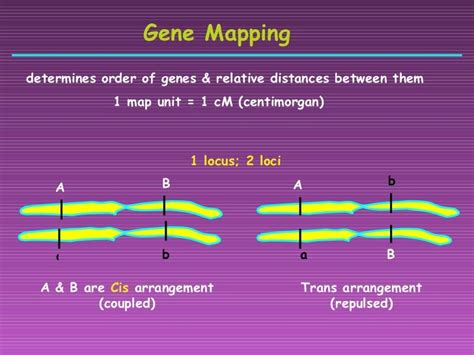 Gene mapping