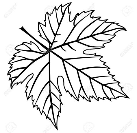 Fig Leaf Drawing at GetDrawings | Free download