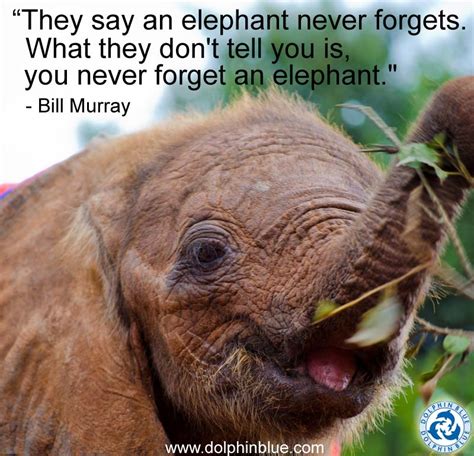 Elephant Friendship Quotes. QuotesGram