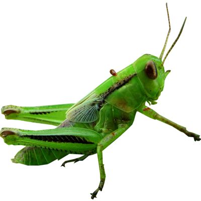 Grasshopper Transparent Transparent HQ PNG Download | FreePNGimg