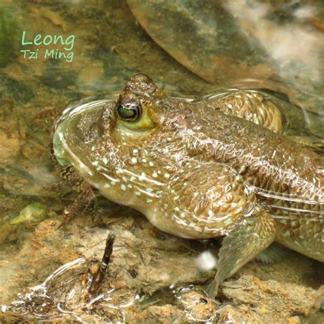 CRAB-EATING MUDSKIPPER – Bird Ecology Study Group