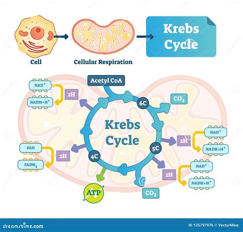 Krebs Cycle Vector Illustration. Citric Tricarboxylic Acid Labeled ...