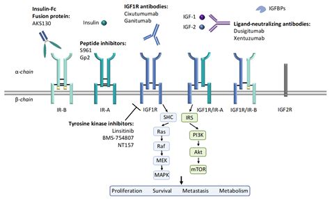 IJMS | Free Full-Text | Disrupting Insulin and IGF Receptor Function in ...