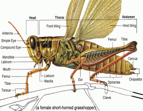 external morphology | Grasshopper, Insects, Insect legs