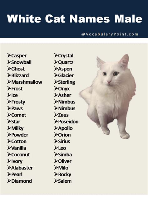 150+ Fluffy White Cat Names : Cute, Funny and Best - Vocabulary Point