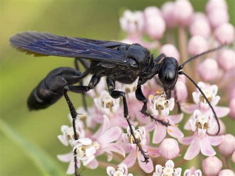 Great Black Wasp Nest