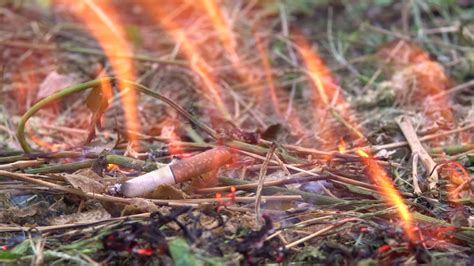 thrown cigarette set fire grass man Stock Footage Video (100% Royalty ...