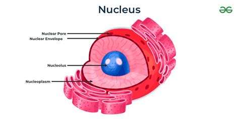 Nucleolus - Definition, Structure, Diagram & Its Function - GeeksforGeeks