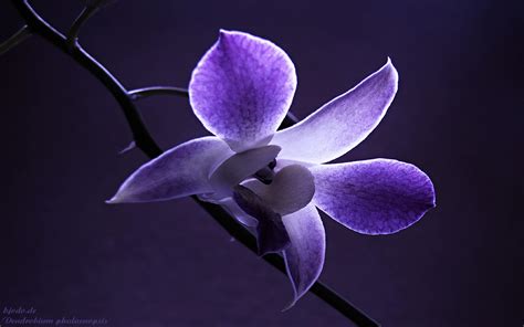 🔥 [50+] Beautiful Orchid Flower Wallpapers | WallpaperSafari