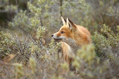 The Fox and its Prey Photograph by Roeselien Raimond