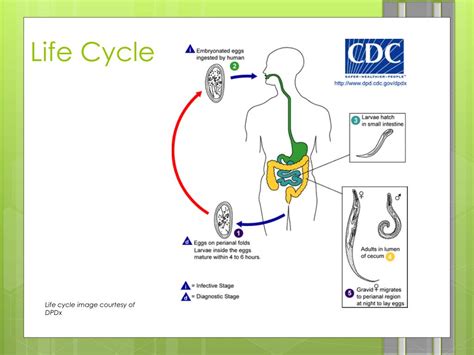 Pinworm Life Cycle Diagram