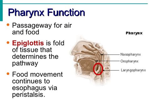 Digestive System Notes