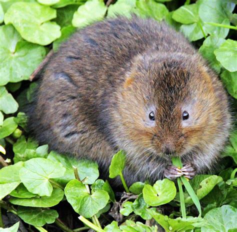 Water Vole Biodiversity Action Plan | Manhood Wildlife and Heritage Group