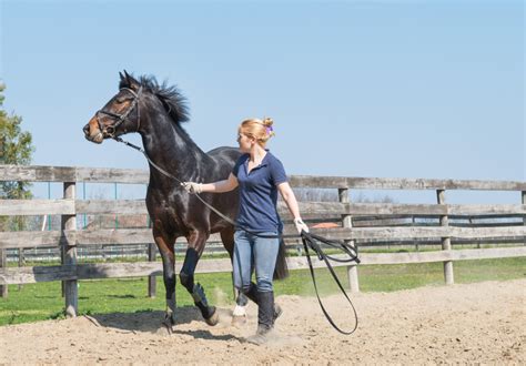 Horse Training Beginners Guide