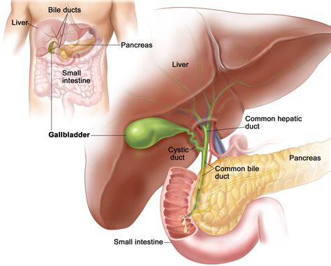 Gallbladder Pain & Problems - Causes, Symptoms, Diganosis, Treatment