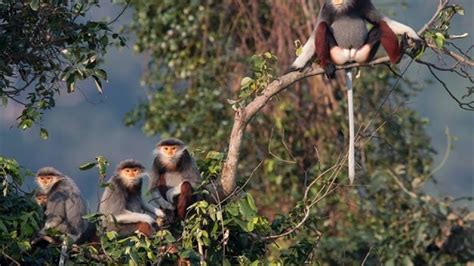 Primate conservation boosts biodiversity in central Vietnam - Asia News ...