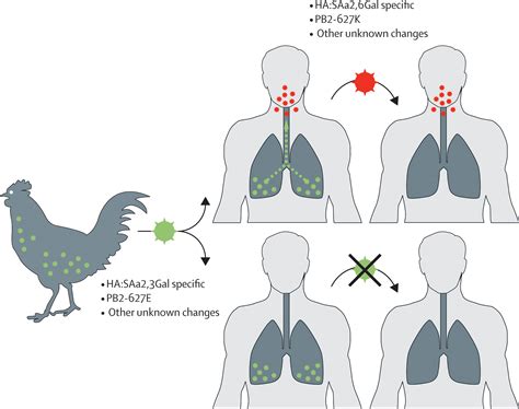 Human infection with highly pathogenic H5N1 influenza virus - The Lancet