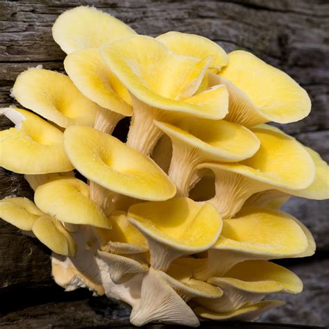 Yellow Oyster Mushrooms - Cluster or Trimmed - UK Next Day Delivery ...