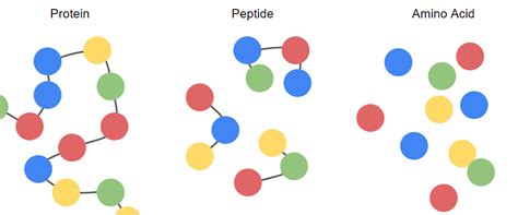 Protein, Peptide, and Amino Acid. Proteins, peptides, and amino acids ...