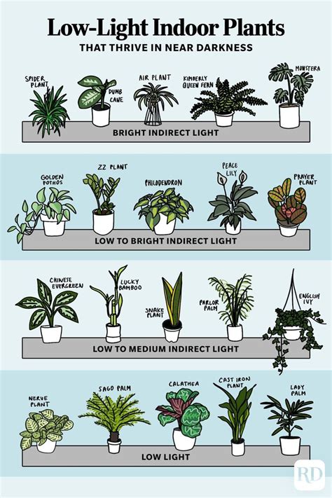 25 Low-Light Indoor Plants That Thrive in Near Darkness | Jardineria y ...