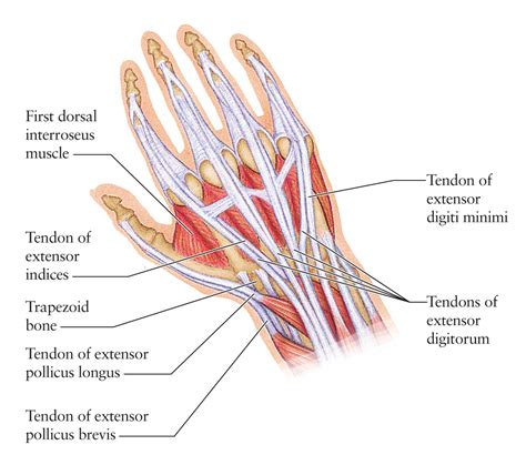 Human Anatomy for the Artist: The Dorsal Hand: The Dorsal Foot's Better ...