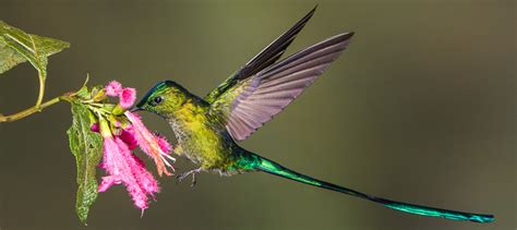 Ecuador: Hummingbirds of the Andes