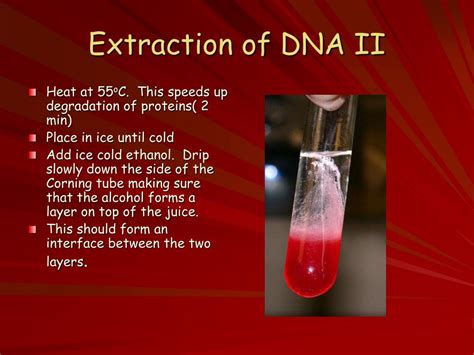 PPT - Strawberry DNA PowerPoint Presentation, free download - ID:241010