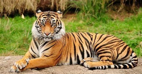 30 Interesting Facts About Tigers - The Fact Site