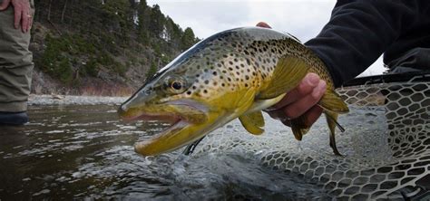 Best Trout Lures for Rivers and Streams – Our Top 10 Picks - Best Trout ...